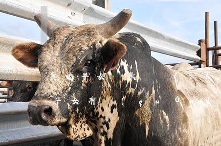 再婚子女繼承遺產(chǎn)嗎(再婚家庭子女有權(quán)繼承對方的遺產(chǎn)嗎)