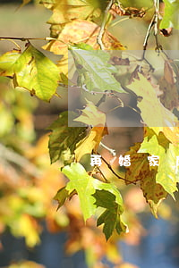 再婚家庭的遺產(chǎn)該如何繼承