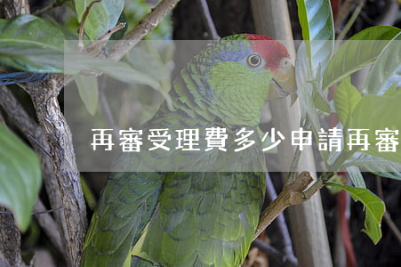 再審受理費多少(申請再審收訴訟費嗎)