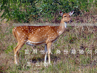 冒用他人身份離婚如何處理(冒充他人的身份怎么辦)