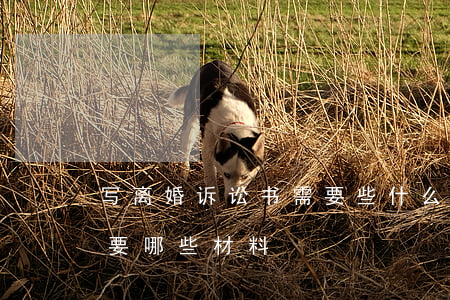 写离婚诉讼书需要些什么东西(离婚起诉状需要哪些材料)
