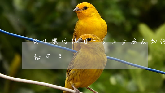 农业银行信用卡怎么查逾期(如何查农业银行信用卡)