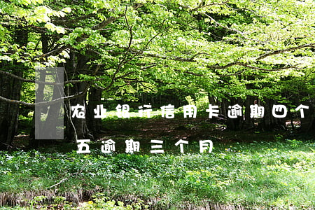 农业银行信用卡逾期四个月(农行信用卡2万五逾期三个月)