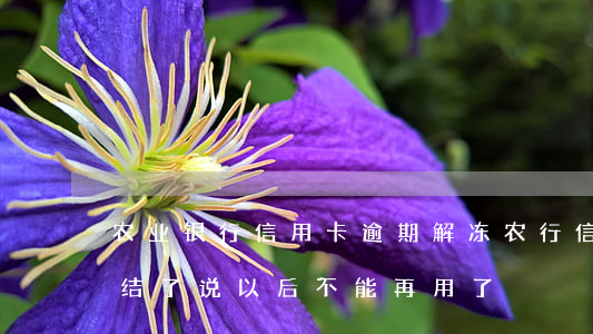 农业银行信用卡逾期解冻(农行信用币逾期冻结了说以后不能再用了)