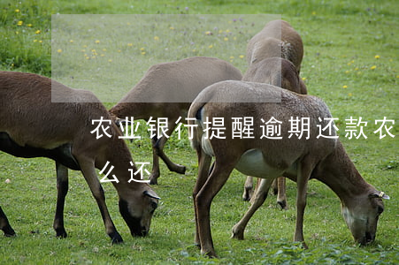农业银行提醒逾期还款(农信贷款逾期还款怎么还)
