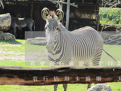 农业银行逾期一个月影响其他信用卡提额吗（农行信用卡逾期一天怎么提额）