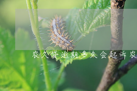 农久贷逾期多久会起诉 农商贷款能逾期多久