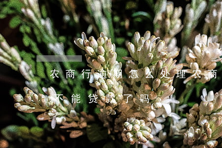 农商行逾期怎么处理 农商银行逾期过一次就不能贷款了吗