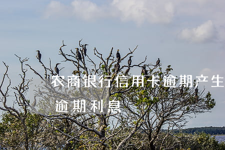 农商银行信用卡逾期产生利息(各银行信用卡逾期利息)