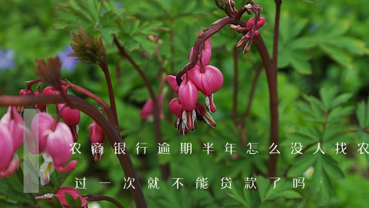 农商银行逾期半年怎么没人找(农商银行逾期过一次就不能贷款了吗)