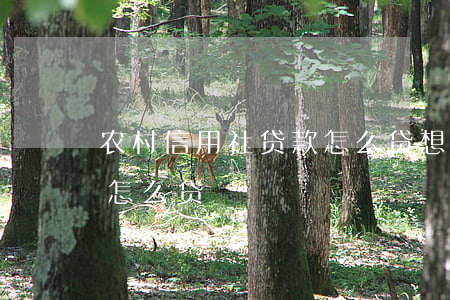 农村信用社贷款怎么贷(想去农村信用社贷款怎么贷)