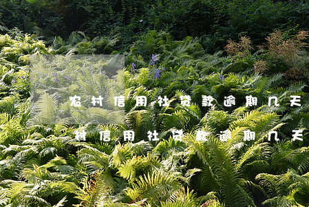 农村信用社贷款逾期几天会上个人征信-农村信用社贷款逾期几天会上个人征信吗