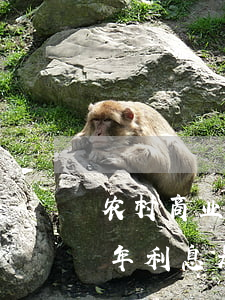 农村商业银行贷款(农村商业银行贷款5万一年利息是多少)