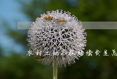 农村土地征收赔偿费是怎样分配的