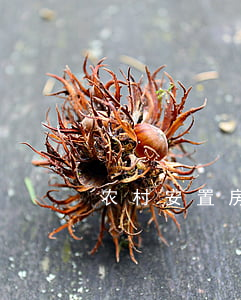 农村安置房怎么继承(农村安置房可以继承吗)