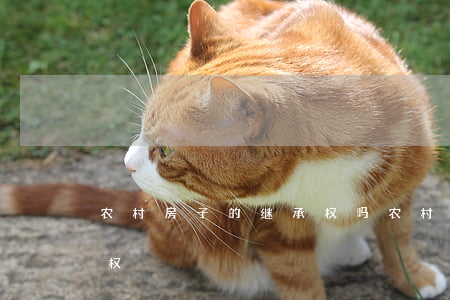 农村房子的继承权吗(农村房儿女有没有继承权)