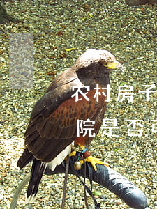农村房子被法院查封可以住人吗(农村房屋法院是否可查封)