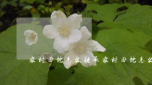 农村田地怎么继承(农村田地怎么继承)