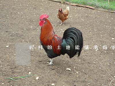 农村的土地能继承吗(农村土地能不能继承)
