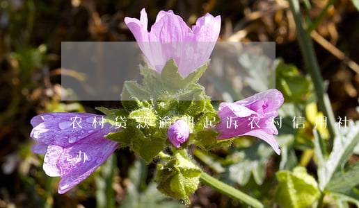 农村贷款逾期起诉(农村信用社贷款逾期怎么办)