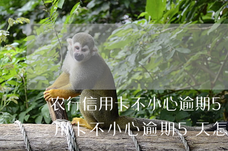 农行信用卡不小心逾期5天怎么办-农行信用卡不小心逾期5天怎么办理