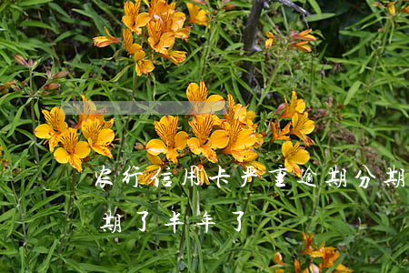 农行信用卡严重逾期分期(农商银行信用卡逾期了半年了)