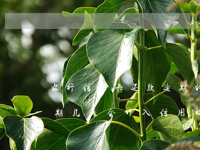 农行信用卡还款逾期的利息(农行房贷还款逾期几天会计入信用报告)
