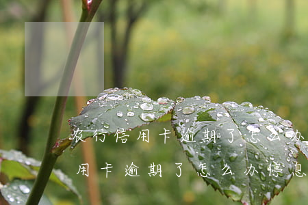 农行信用卡逾期了怎么办停息挂账-农行信用卡逾期了怎么办停息挂账了