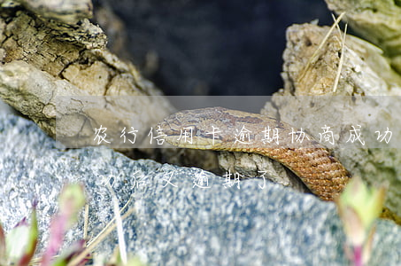 农行信用卡逾期协商成功率(跟信用卡协商成功后又逾期了)