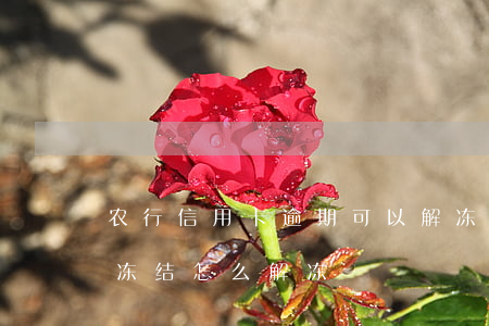 农行信用卡逾期可以解冻吗 农业信用币逾期冻结怎么解冻