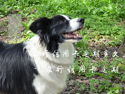 农行信用卡逾期多久上征信用什么还信用卡-农行 信用卡 逾期
