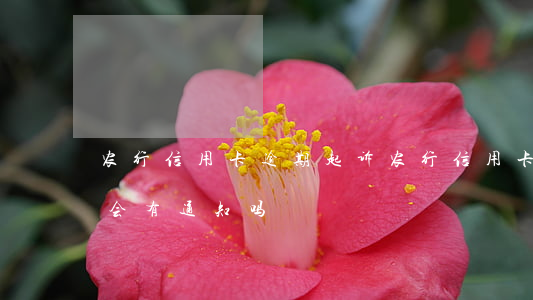 农行信用卡逾期起诉(农行信用卡逾期起诉前会有通知吗)