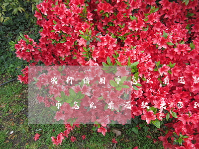 农行信用币怎么看还款是否到账-农行信用币怎么看还款是否到账了