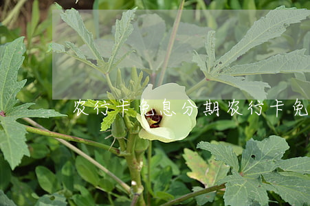 农行卡免息分期(农行卡免息分期)