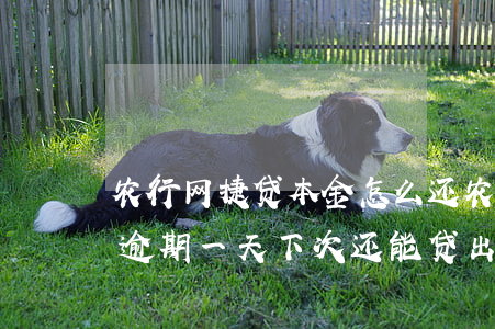 农行网捷贷本金怎么还(农行网捷贷本金还款逾期一天,下次还能贷出来吗)