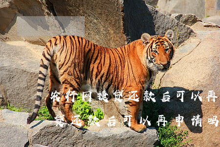 农行网捷贷还款后可以再申请吗-农行网捷贷还款后可以再申请吗安全吗
