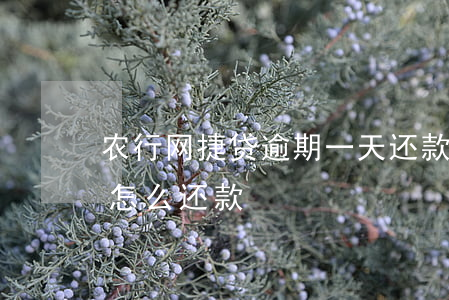农行网捷贷逾期一天还款(农行网捷贷逾期后怎么还款)