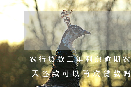 农行贷款三年利息逾期(农商银行贷款逾期5天还款可以再次贷款吗)