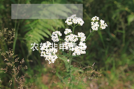 农转非申请书
