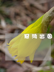 冠鸿出国劳务靠谱吗