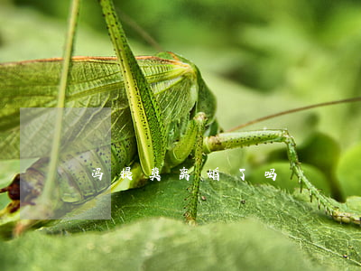 冯提莫离婚了吗