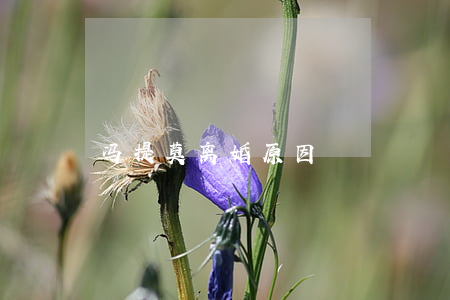 冯提莫离婚原因