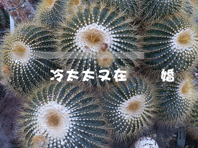 冷太太又在鬧離婚