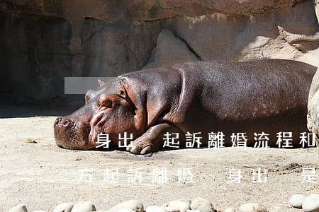 凈身出戶起訴離婚流程和費(fèi)用(女方起訴離婚凈身出戶是不是離得快)