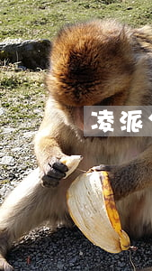凌派分期免息嗎-凌派分期免息嗎