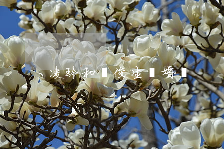 凌玲和陳俊生離婚沒