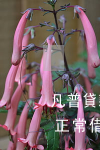 凡普貸款逾期罰息利率(逾期還款罰息利率為正常借款利率的)