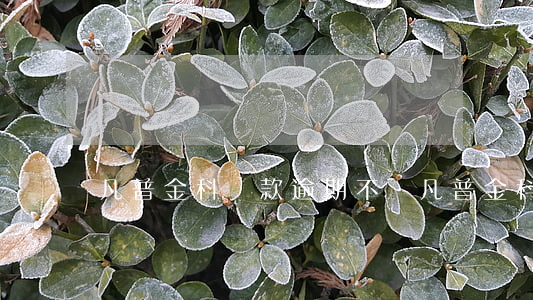 凡普金科貸款逾期不還(凡普金科不催款了)