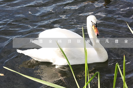 凡普金科贷款逾期(凡普金科贷款逾期会被起诉吗)