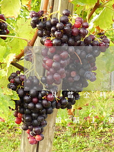 凡普金科逾期上征信可以撤銷嗎-凡普金科逾期上征信可以撤銷嗎安全嗎